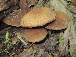 Attēlu rezultāti vaicājumam “Psathyrella sp.”