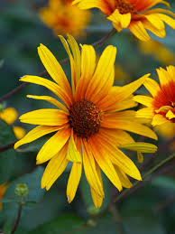 Image result for Heliopsis scabra