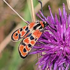 Attēlu rezultāti vaicājumam “Zygaena filipendulae exuvia”