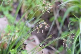 Attēlu rezultāti vaicājumam “Luzula luzuloides fruit”