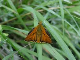 Attēlu rezultāti vaicājumam “Ochlodes sylvanus”