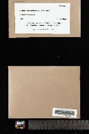 Attēlu rezultāti vaicājumam “Arthonia leucopellaea”