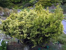 Attēlu rezultāti vaicājumam “Thuja plicata flower”
