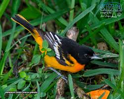 Image result for Icterus galbula