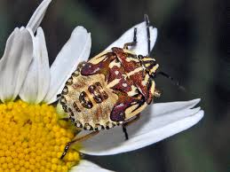 Attēlu rezultāti vaicājumam “Carpocoris purpureipennis”