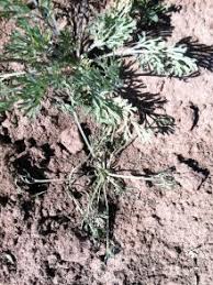 Attēlu rezultāti vaicājumam “Eschscholzia californica leaf”