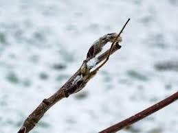 Attēlu rezultāti vaicājumam “Sorbus aucuparia bud”