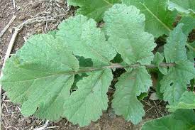 Attēlu rezultāti vaicājumam “Raphanus raphanistrum fruit”