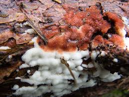 Attēlu rezultāti vaicājumam “Physisporinus sanguinolentus”