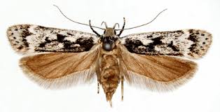 Attēlu rezultāti vaicājumam “Anacampsis blatariella”