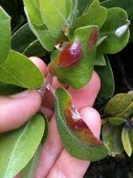 Attēlu rezultāti vaicājumam “Exobasidium vaccinii”