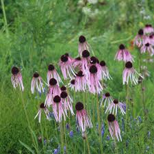 Image result for Echinacea pallida