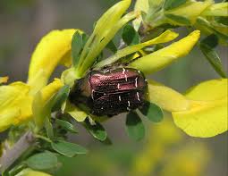 Attēlu rezultāti vaicājumam “Potosia cuprea”