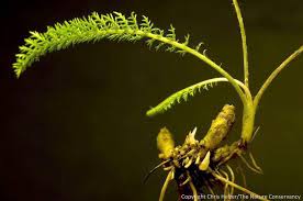 Attēlu rezultāti vaicājumam “Achillea millefolium bud”