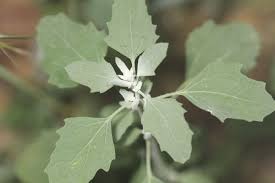 Attēlu rezultāti vaicājumam “Chenopodium acerifolium flower”