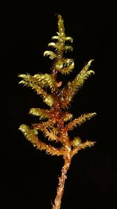 Attēlu rezultāti vaicājumam “Palustriella falcata”