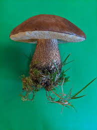 Attēlu rezultāti vaicājumam “Boletales”