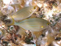 Image result for Sarpa salpa