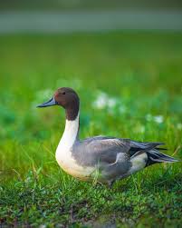 Attēlu rezultāti vaicājumam “Anas acuta”