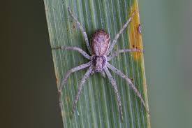 Attēlu rezultāti vaicājumam “Philodromus sp.”