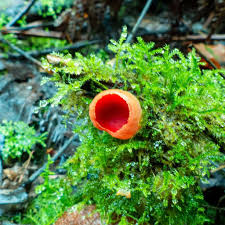 Attēlu rezultāti vaicājumam “Sarcoscypha austriaca var. lutea”