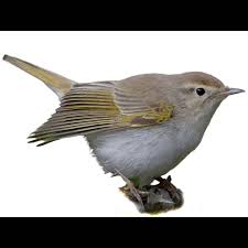 Image result for Phylloscopus orientalis