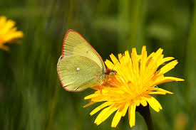 Attēlu rezultāti vaicājumam “Colias palaeno upperside”