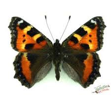 Attēlu rezultāti vaicājumam “Aglais urticae underside”