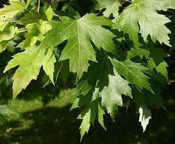 Attēlu rezultāti vaicājumam “Acer saccharinum leaf”