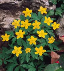 Attēlu rezultāti vaicājumam “Anemone ranunculoides leaf”