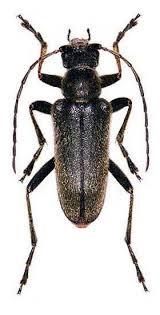 Attēlu rezultāti vaicājumam “Cortodera femorata”