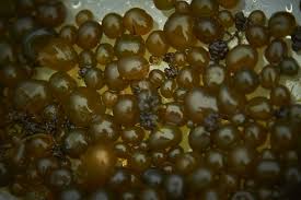 Attēlu rezultāti vaicājumam “Nostoc commune macro”