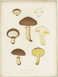 Attēlu rezultāti vaicājumam “Suillus luteus”