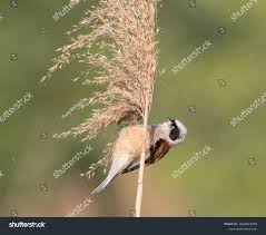 Image result for Remiz pendulinus