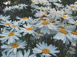 Image result for Tanacetum parthenium 'Tetraweiss'