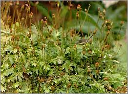 Attēlu rezultāti vaicājumam “Fissidens bryoides”