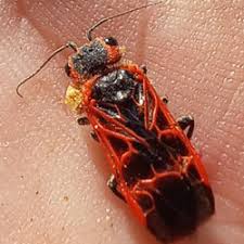 Attēlu rezultāti vaicājumam “Caenolyda reticulata”