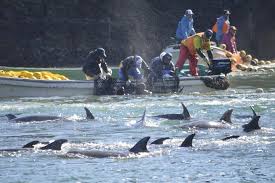 Image result for japan dolphin slaughter