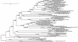 Attēlu rezultāti vaicājumam “Harpanthus flotovianus cells”