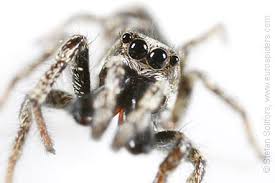 Attēlu rezultāti vaicājumam “Salticus scenicus”