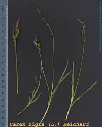 Attēlu rezultāti vaicājumam “Carex nigra”