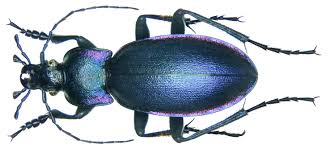 Attēlu rezultāti vaicājumam “Carabus violaceus”