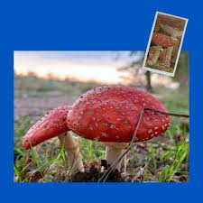 Image result for vliegenzwam