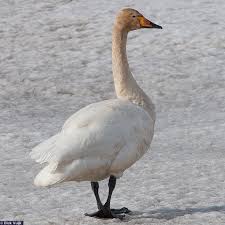 Image result for Cygnus cygnus