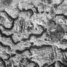 Attēlu rezultāti vaicājumam “Phaeographis dendritica”