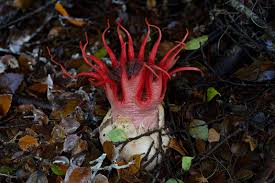 Attēlu rezultāti vaicājumam “Cordyceps stylophora”