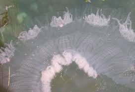 Image result for Phacellophora camtschatica