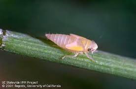 Attēlu rezultāti vaicājumam “Macrosteles sp. nymph”