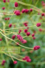Attēlu rezultāti vaicājumam “Sanguisorba officinalis bud”
