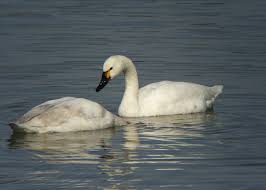 Attēlu rezultāti vaicājumam “Cygnus columbianus”
